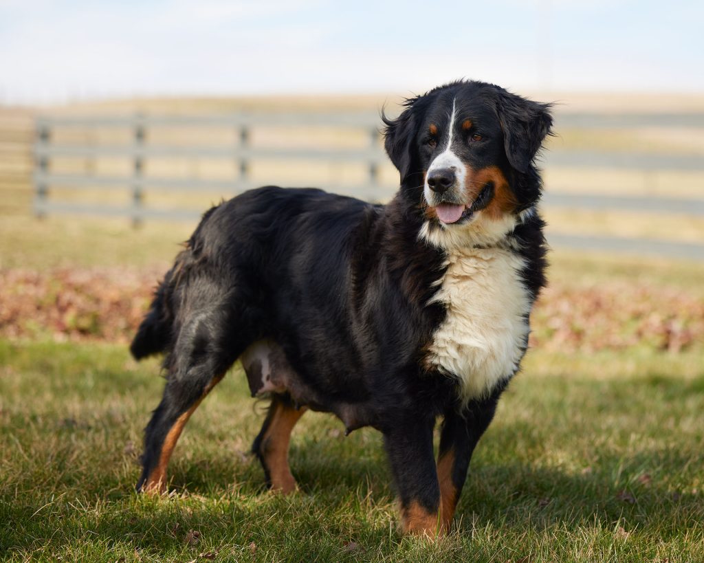 Bernese Mountain Dog standing in field