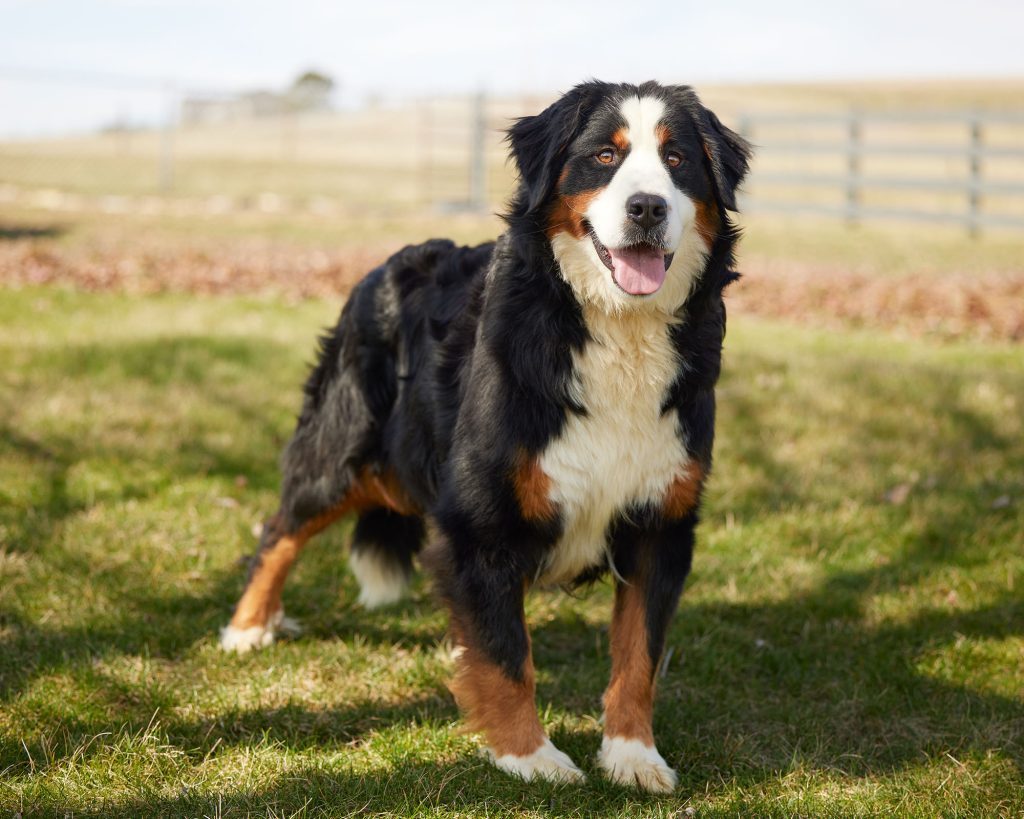 Bernese Mountain Dog standing in grassy field.