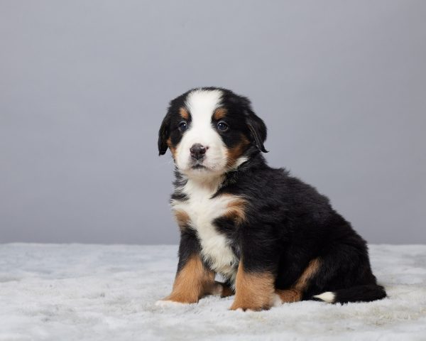 Rocky - Image 2