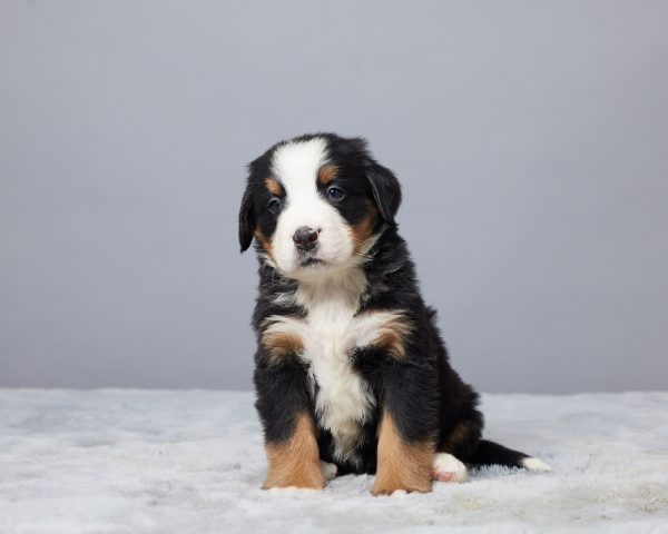 Rocky - Image 6