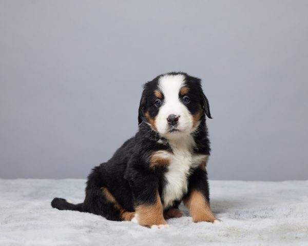 Rocky - Image 5