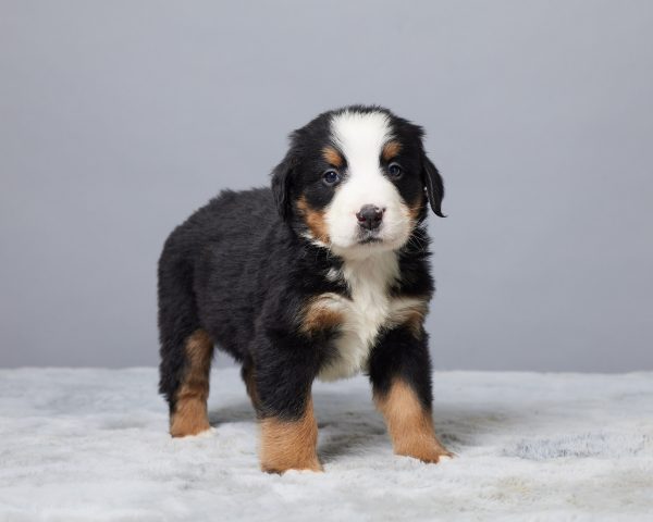 Rocky - Image 4