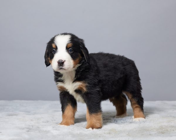 Rocky - Image 3