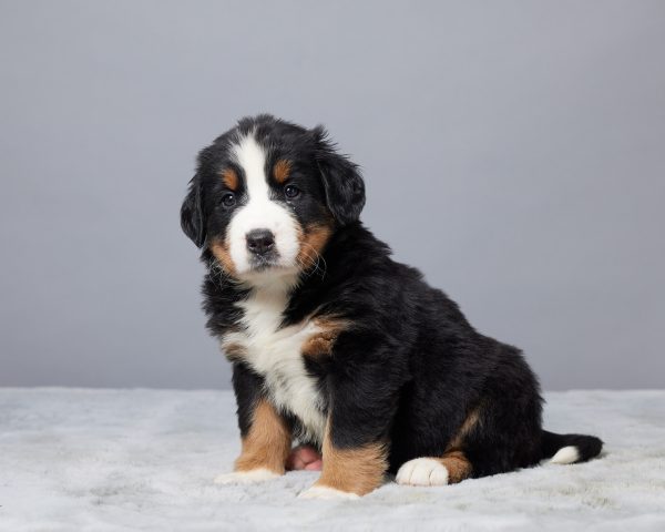 Roxie - Image 2