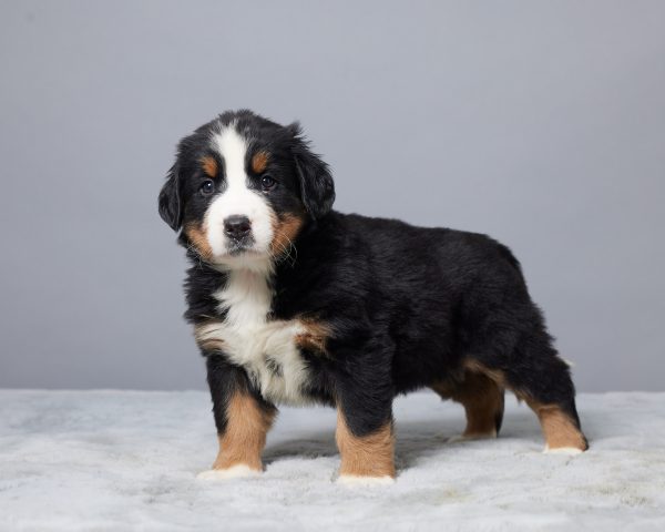 Roxie - Image 4