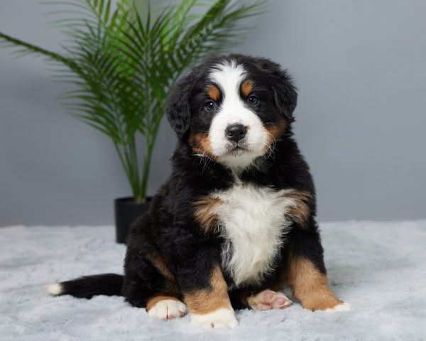 Winston - Image 4