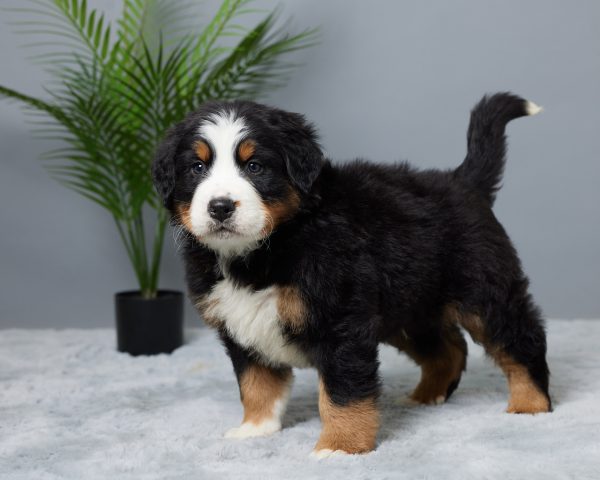 Winston - Image 2