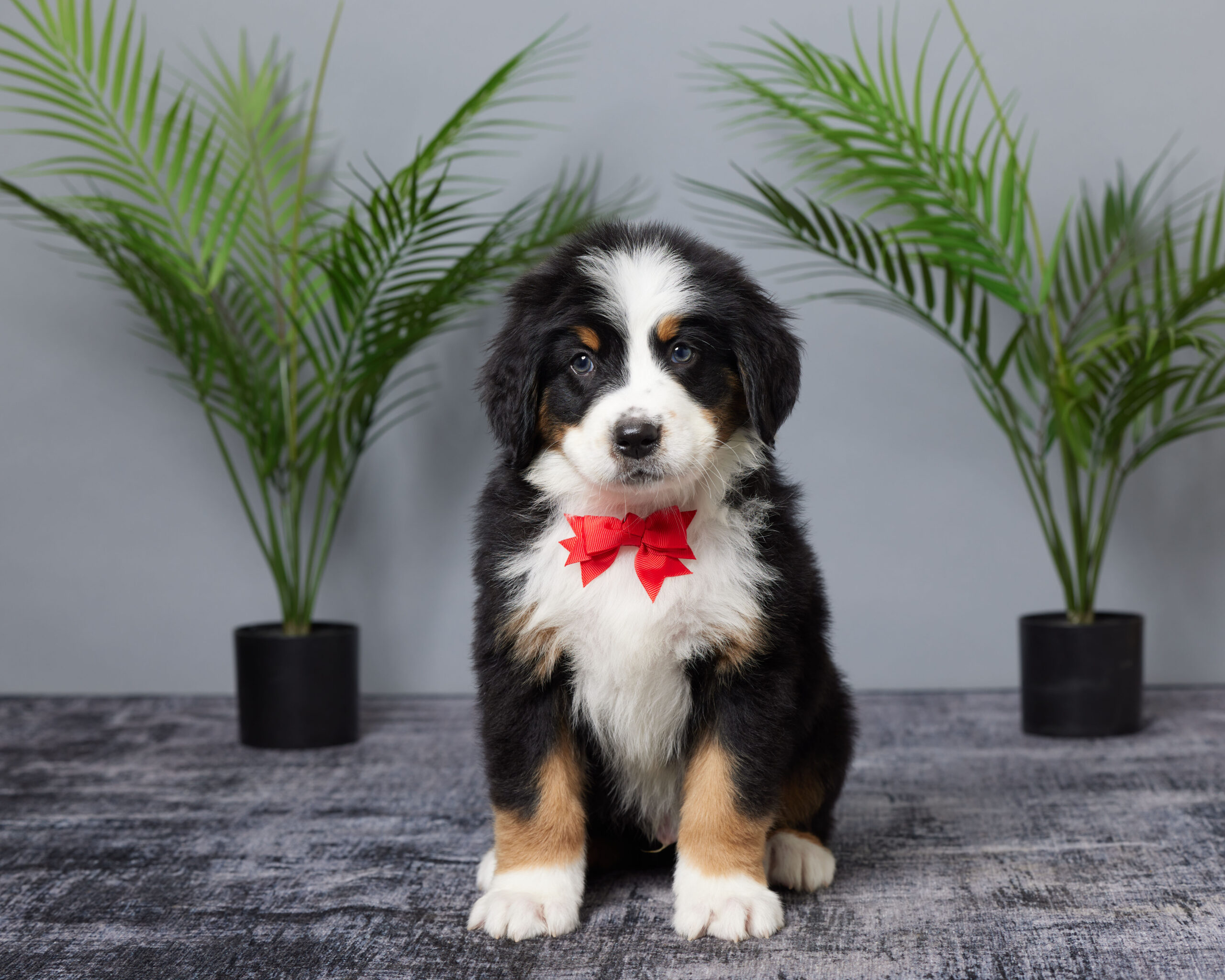 Arlo