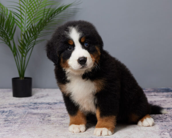 Bruno - Image 5