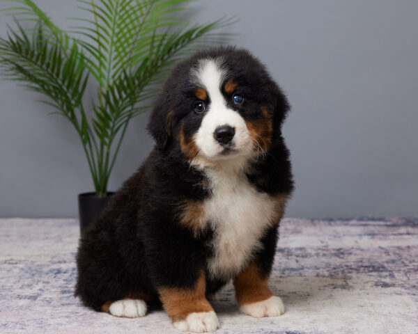 Bruno - Image 4