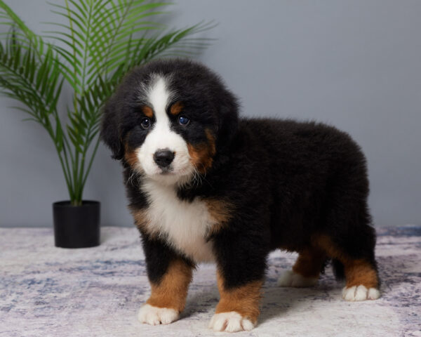 Bruno - Image 2