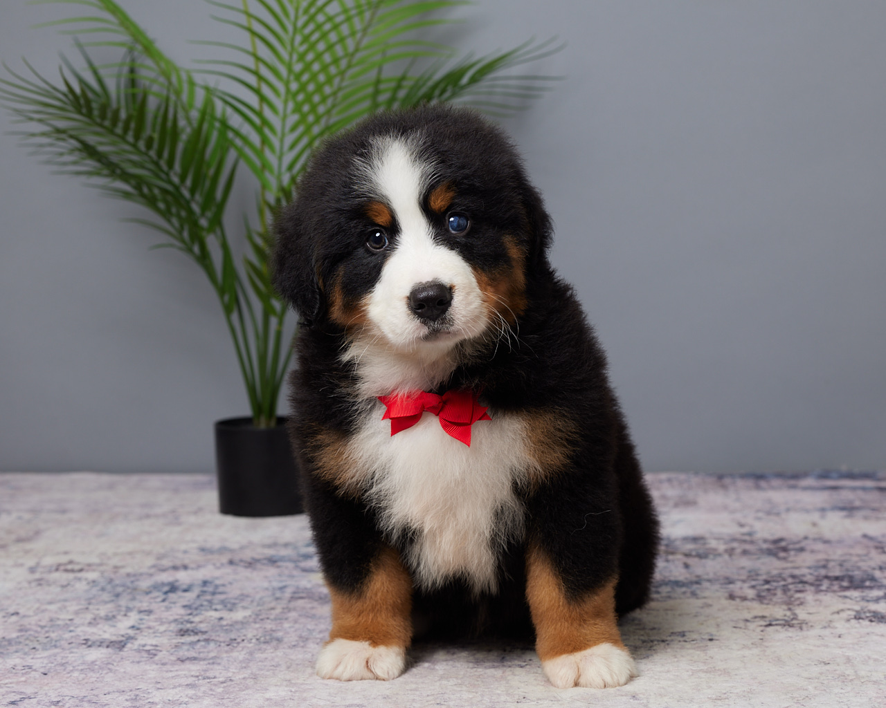 Bruno