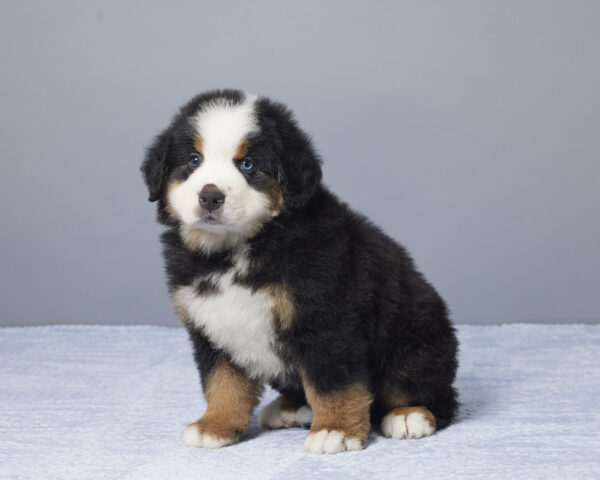 Cooper - Image 2