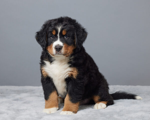 Mylo - Image 7