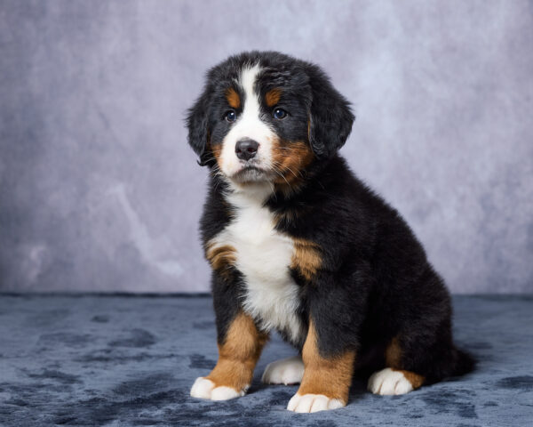Rocco - Image 8