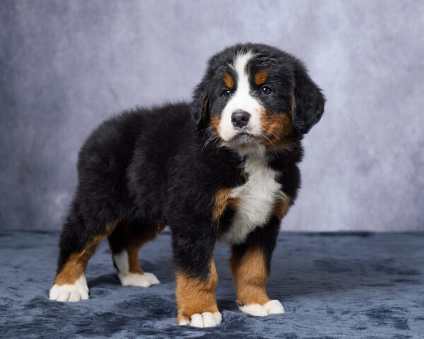 Rocco - Image 5