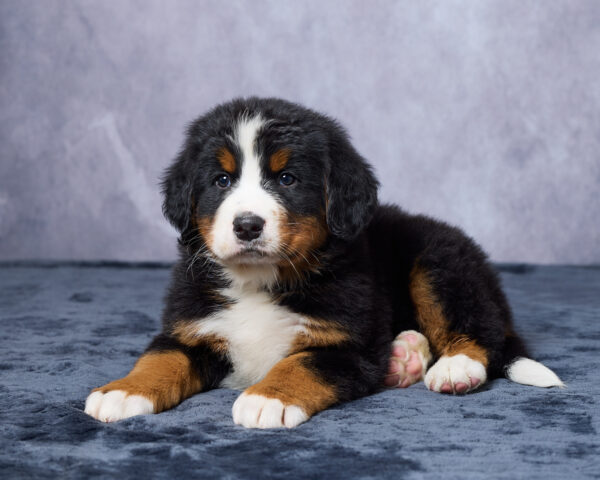 Rocco - Image 3
