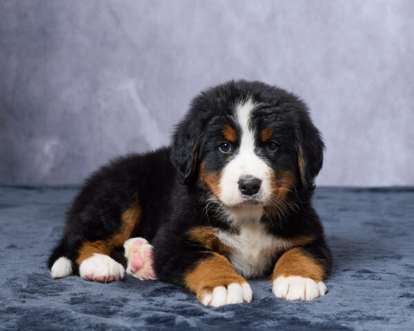 Rocco - Image 2